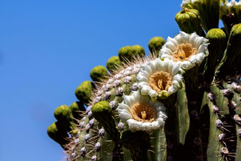 Saguaro National Park