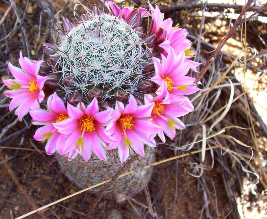 A flowering fishhook pincushion cactus