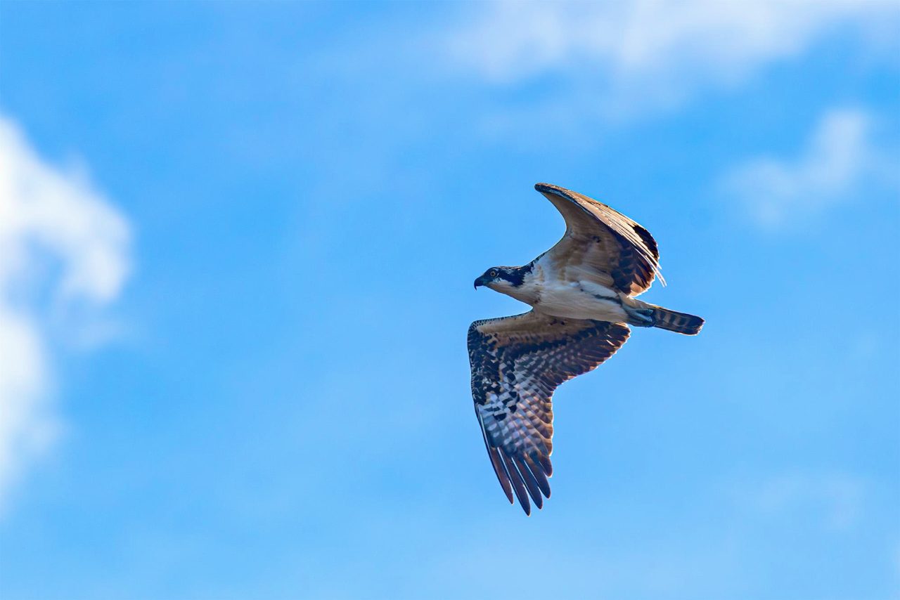 A large bird flying with partly cloudy skies beyond
