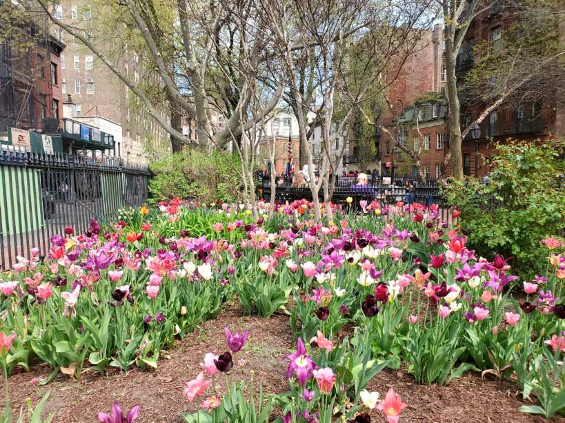 Pink, purple and white tulips blooming in a park