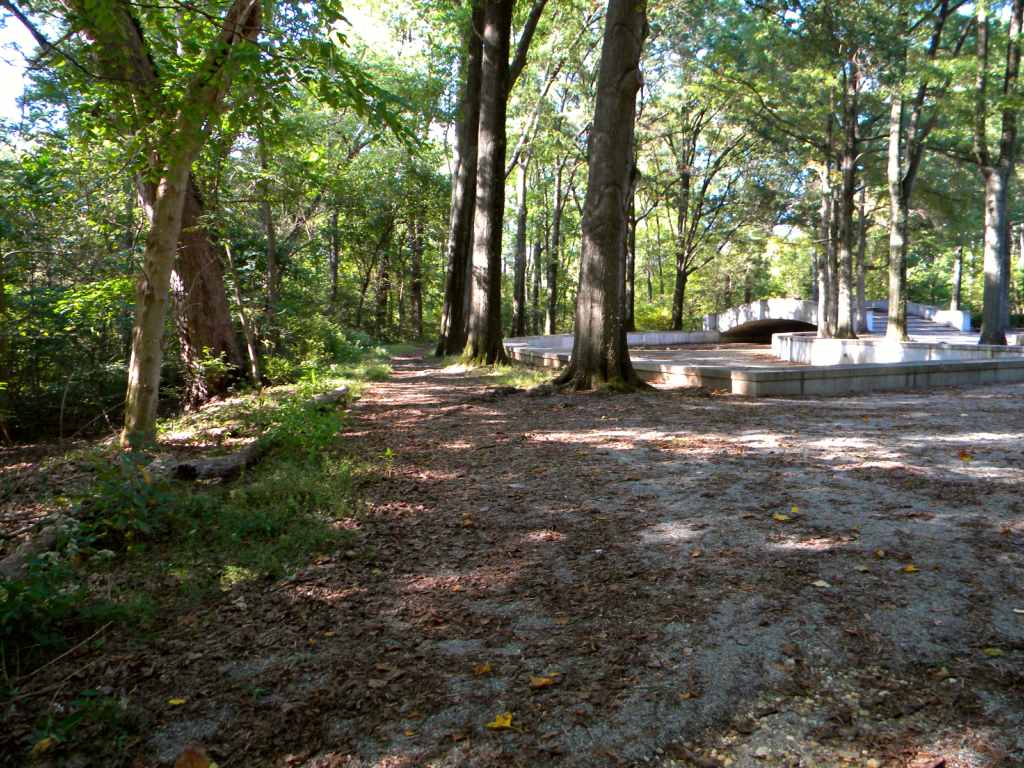 woodland trail in the shadow of tall trees