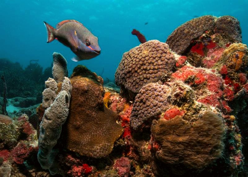 Parrot Fish posing for the camera over several corals