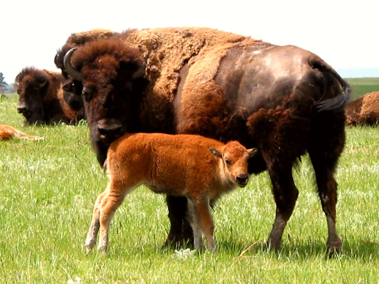 a bison cow and calf on the prairie
