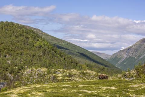 Dovrefjell-Sunndalsfjella National Park