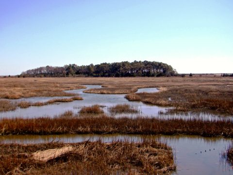 Eastern Shore of Virginia National Wildlife Refuge