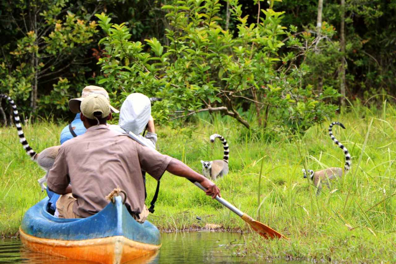 Discovering lemurs