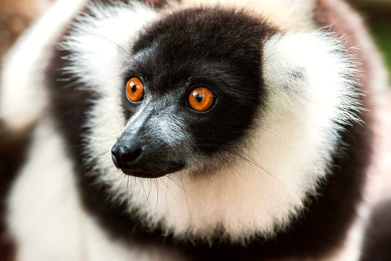 Madagascar