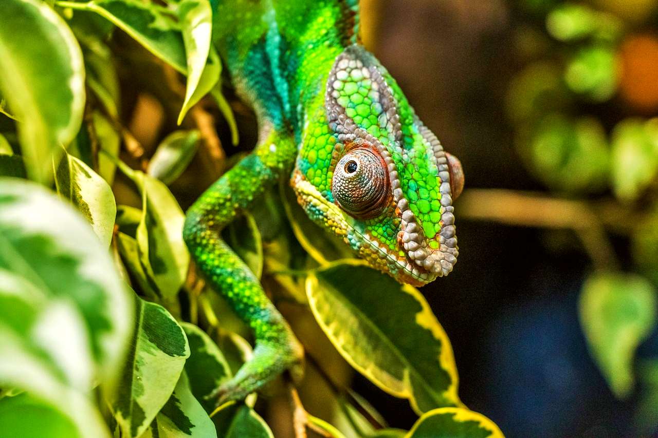 Madagascar