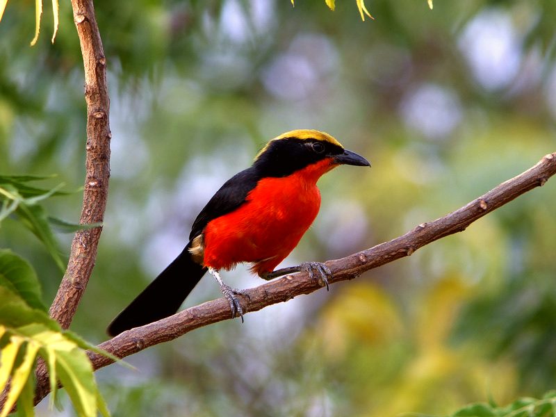 A yellow-crowned gonolek (Laniarius barbarus), photographed in the estuaries of the Saloum Delta National Park.
