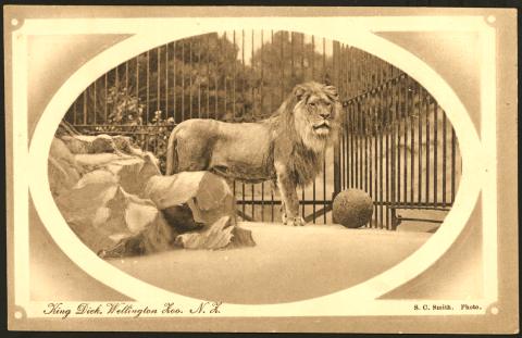 Wellington Zoo