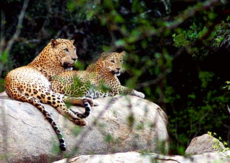 Sri Lanka