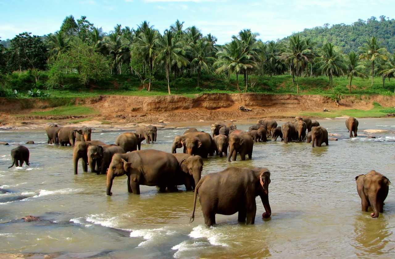 Herd of elephants at Pinnawala Elephant Orphanage
