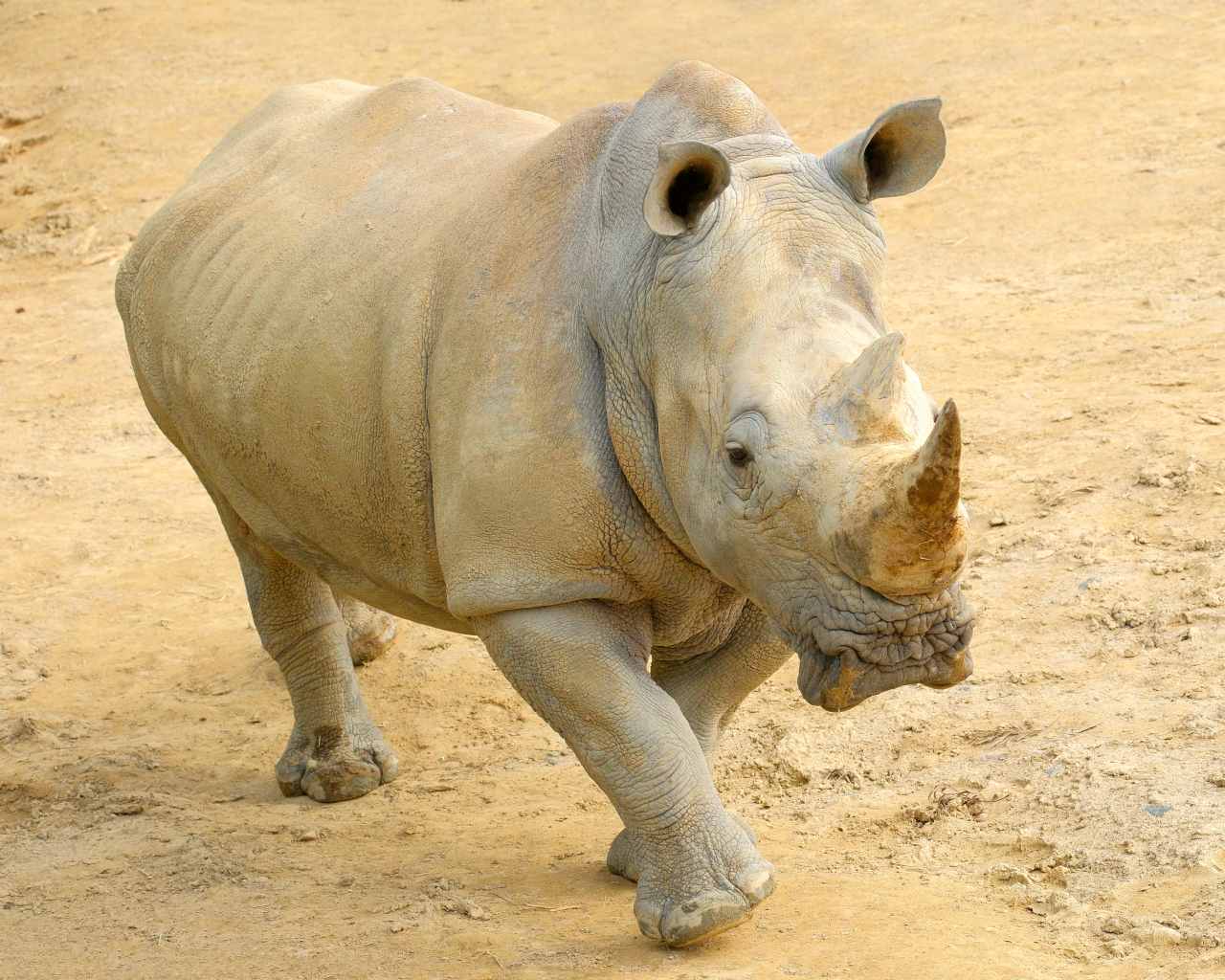 Hamilton Zoo