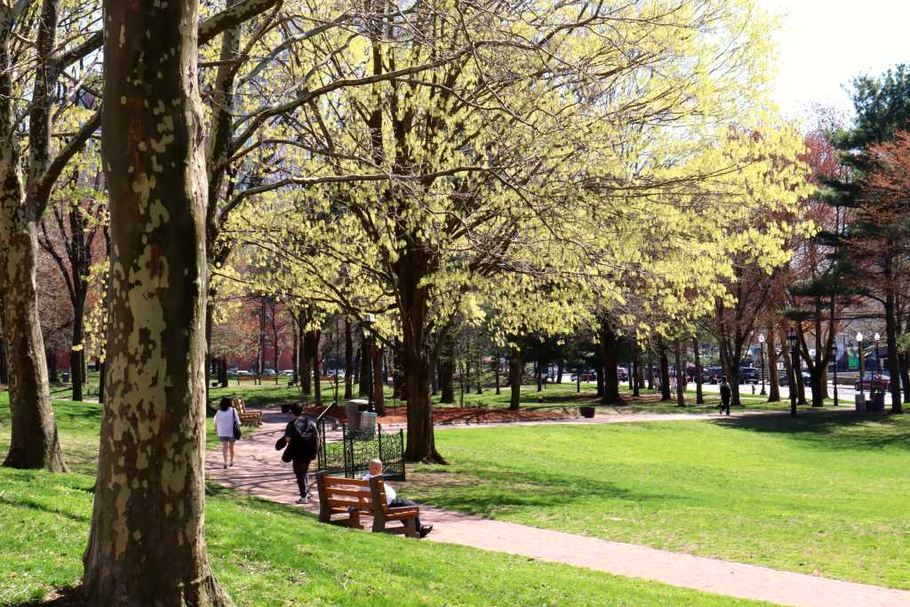 Shady lawn along a brick pathway