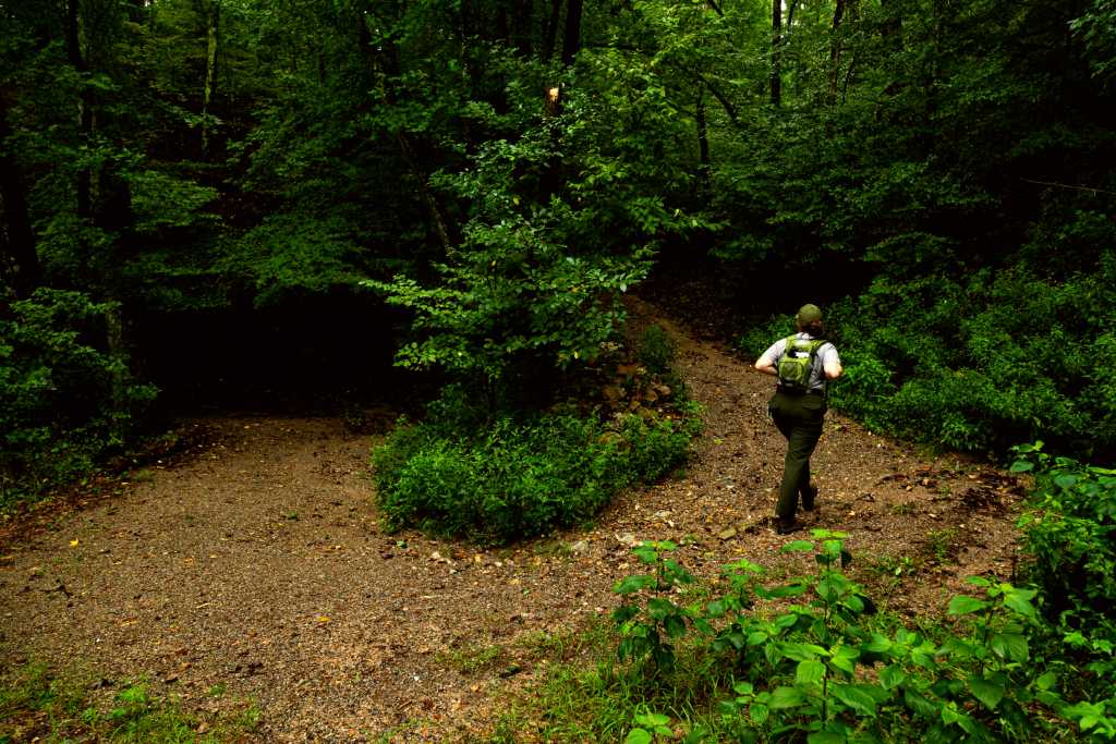 A person hikes through a deep green forest.