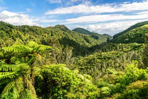 Waikato