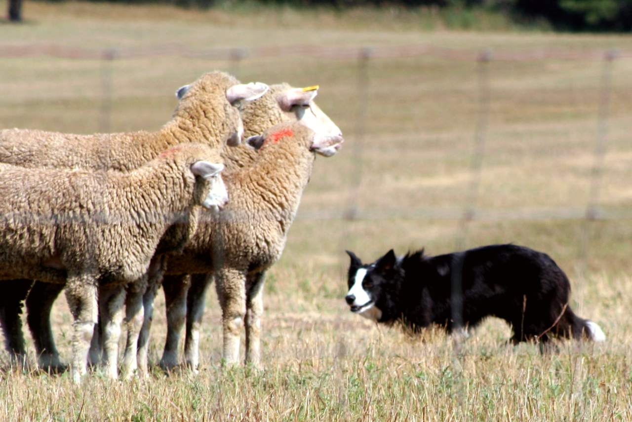 Local traditions - Taihape