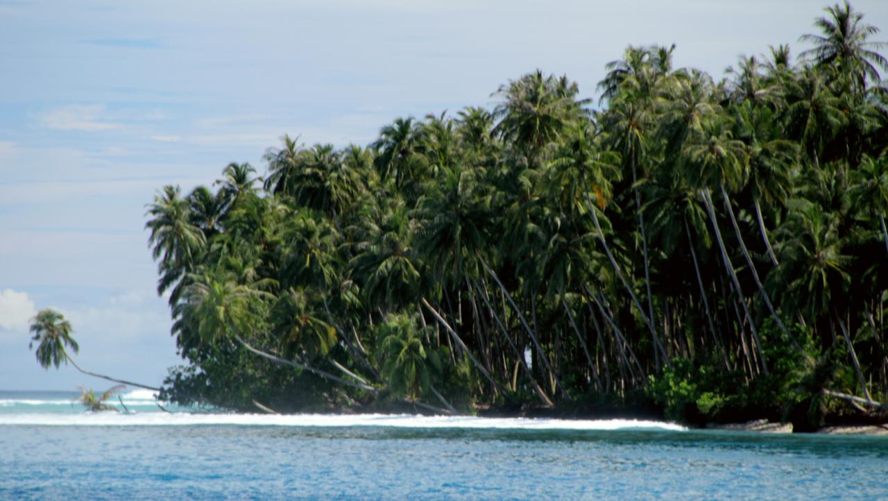 Coconut trees in Teluk Dalam