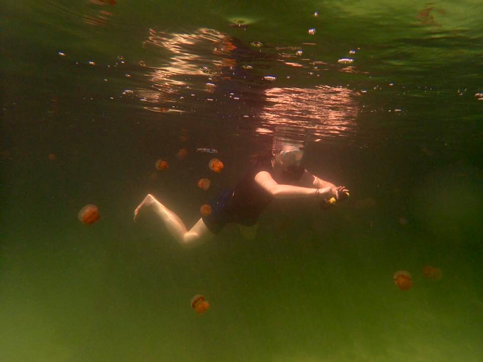 Snorkelling in the stingless jellyfish lake