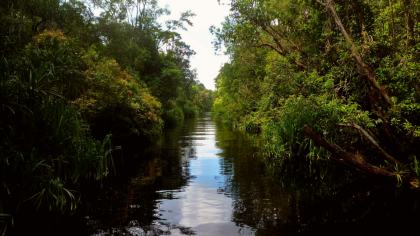 Tanjung Puting National Park