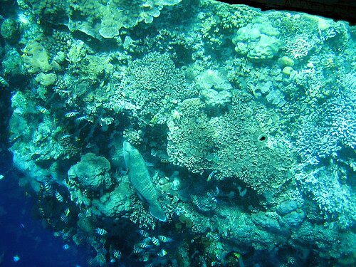 Bunaken marine park