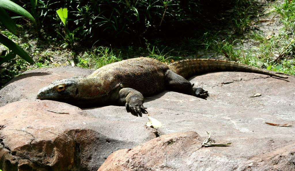 Komodo Island