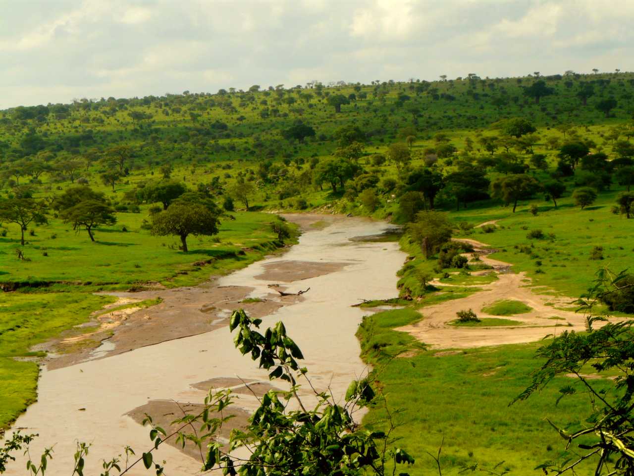 Tarangire