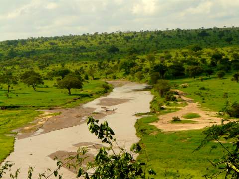 Tarangire