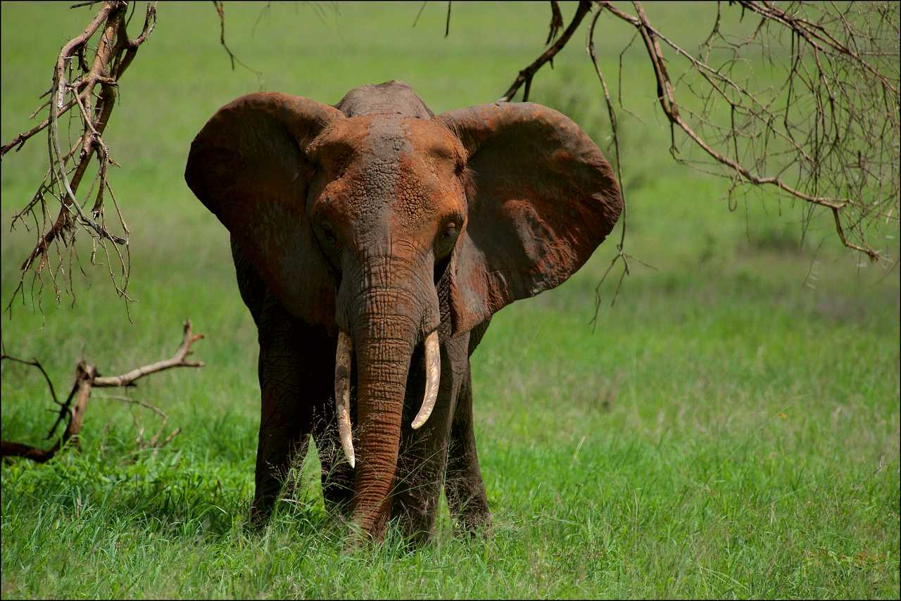 Tarangire