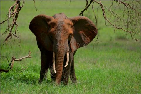 Tarangire