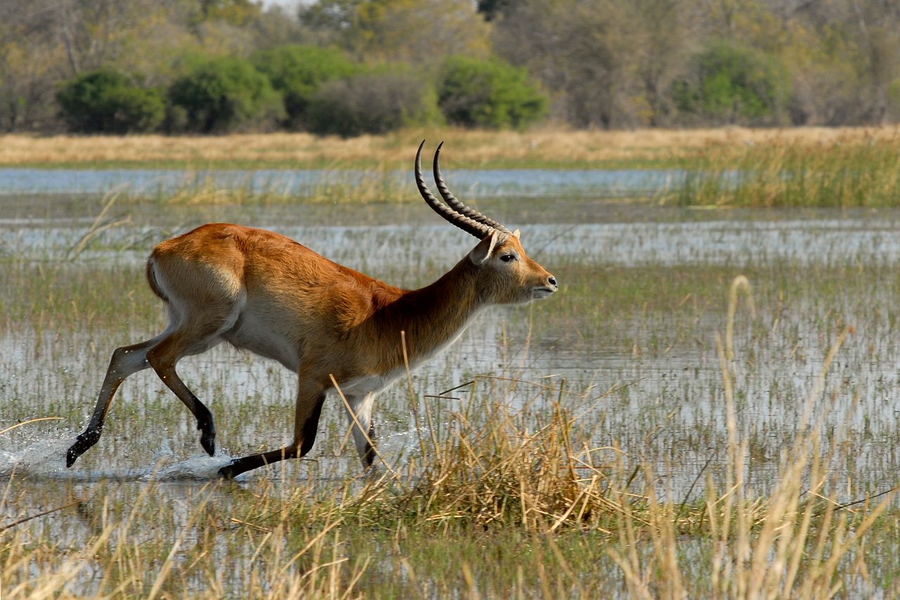 Botswana en Victoria Falls: Chobe, de Okavango Delta en Livingstone