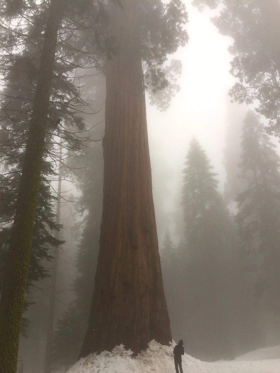 Giant Forest