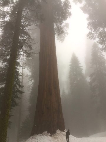 Giant Forest