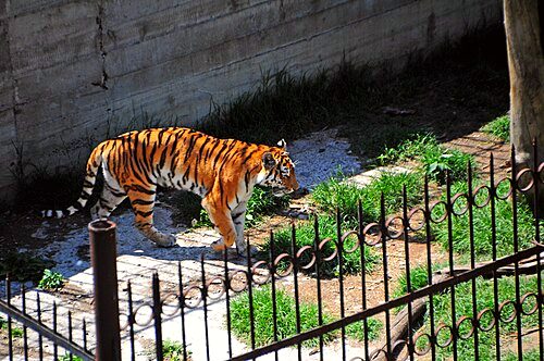 Tbilisi Zoo
