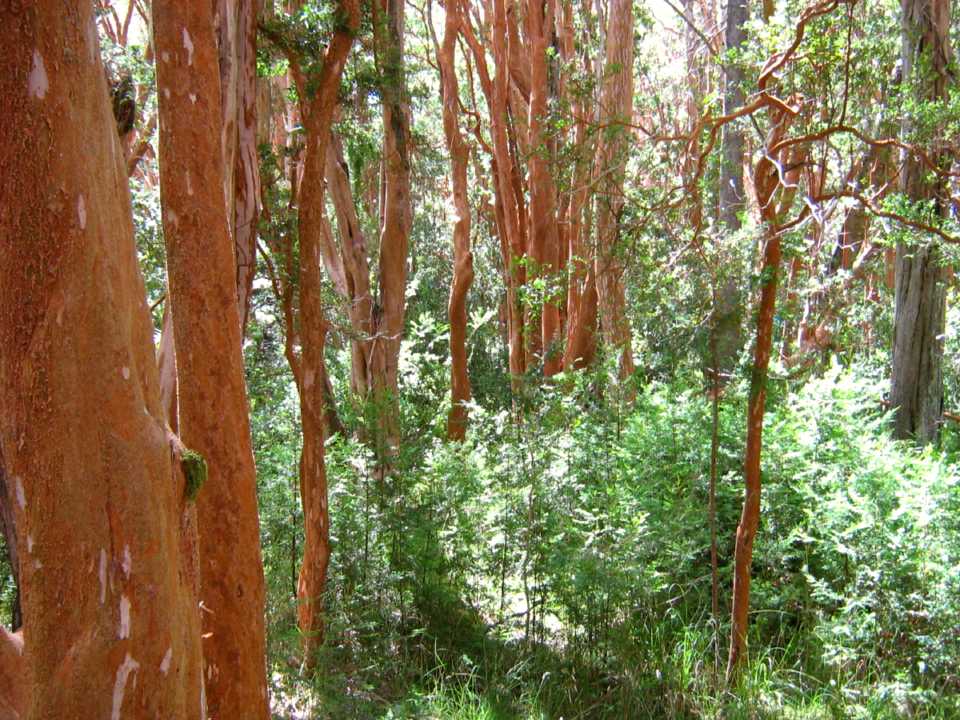 Los Arrayanes National Park