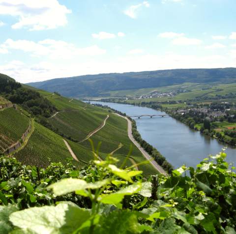 Moselle River
