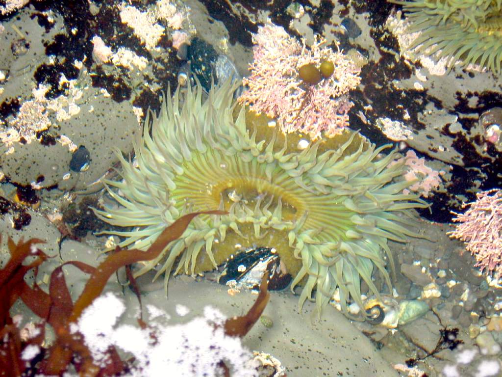 Fitzgerald Marine Reserve