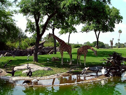 Busch Gardens