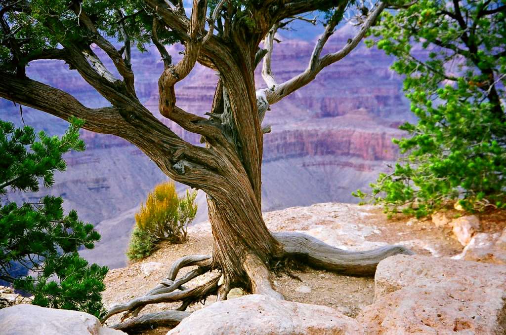 Arizona