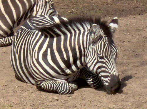 Fort Worth Zoo