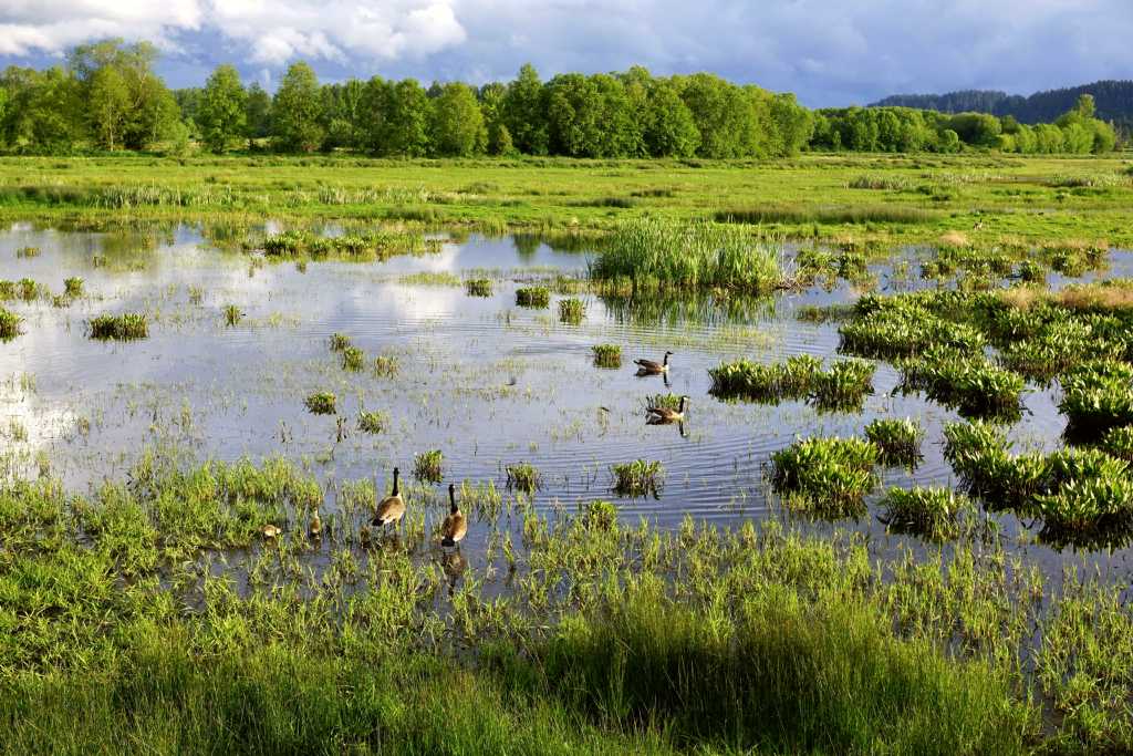 Nisqually National Wildlife Refuge