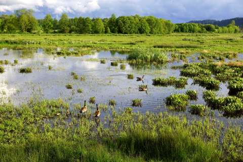 Nisqually National Wildlife Refuge