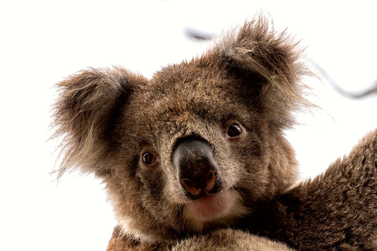 South Australia