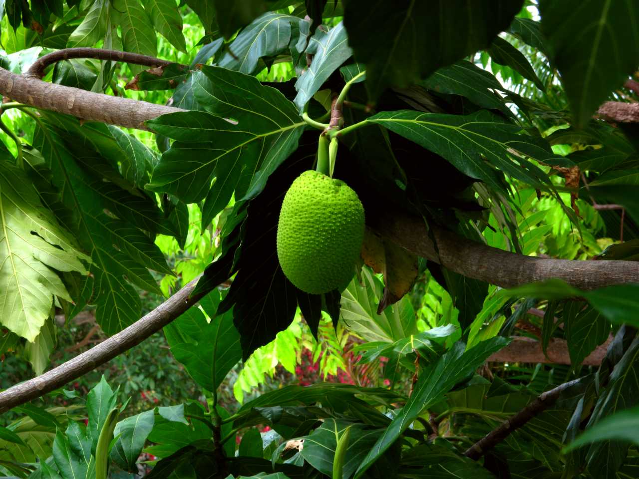 Breadfruit tree