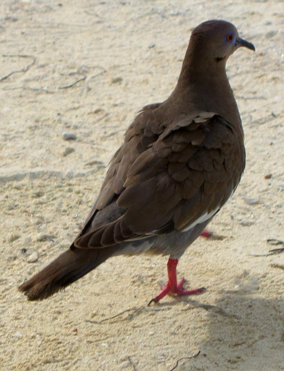 White-winged dove (Zenaida asiatica) on San Andrés.