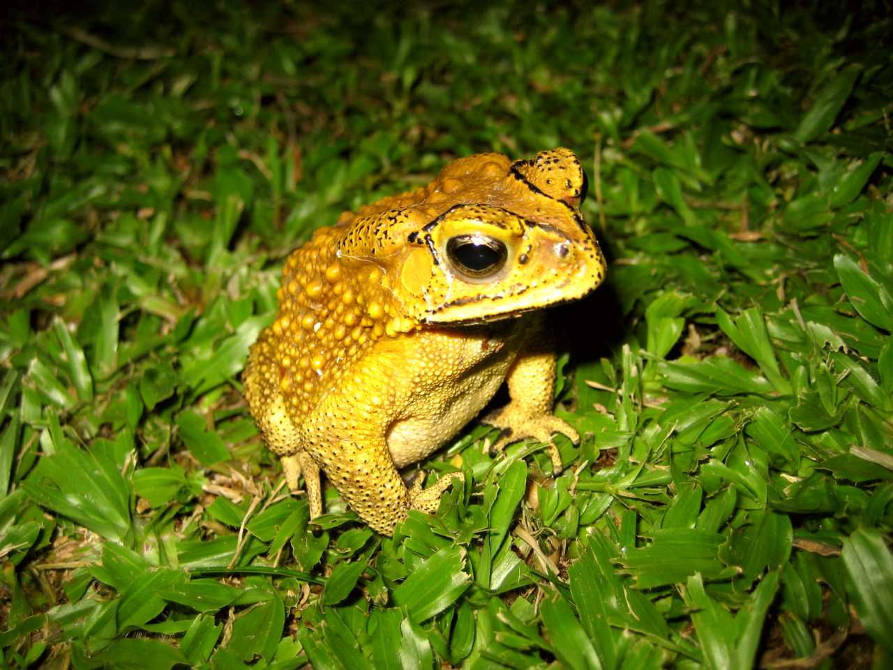 One of many species of frogs found on Ko Samui