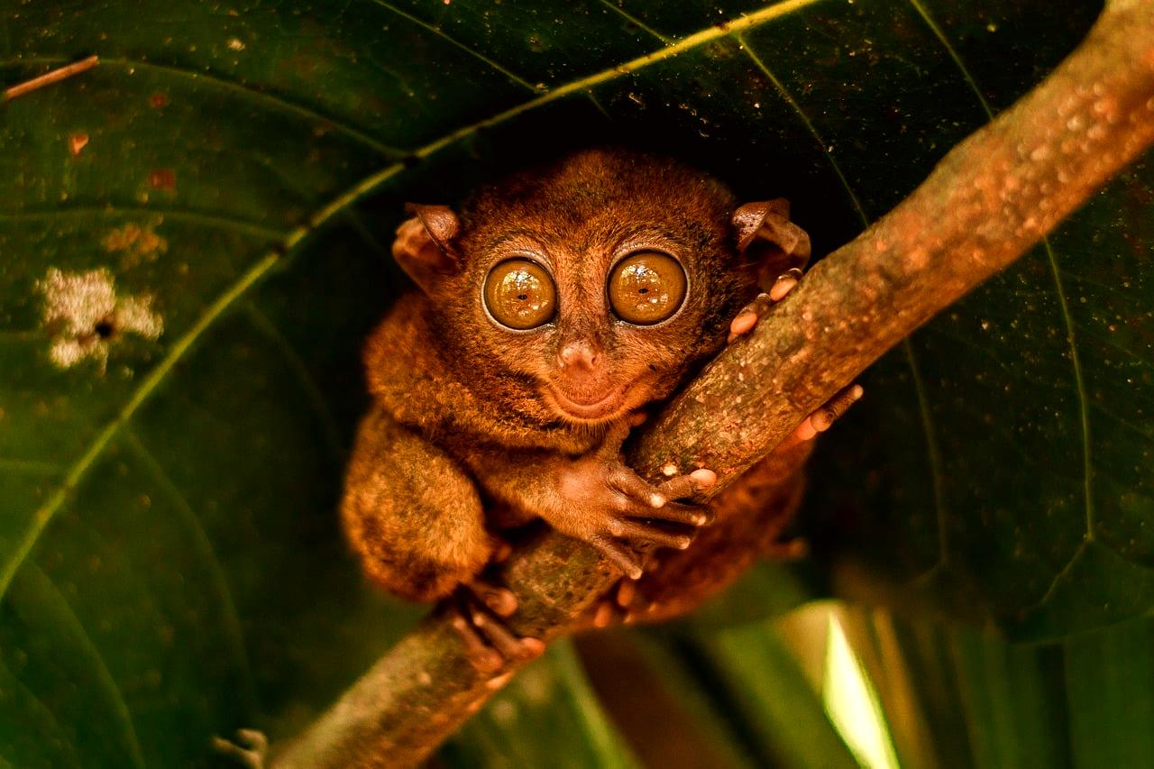 Bohol