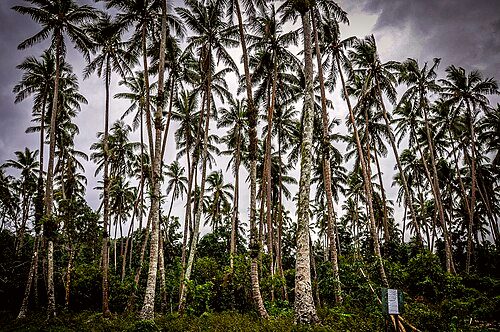 Palm trees on the island of Pentecost, Vanuatu