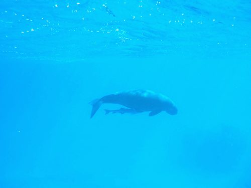 Dugong with attached remora, Lamen Island, Epi, Vanuatu.