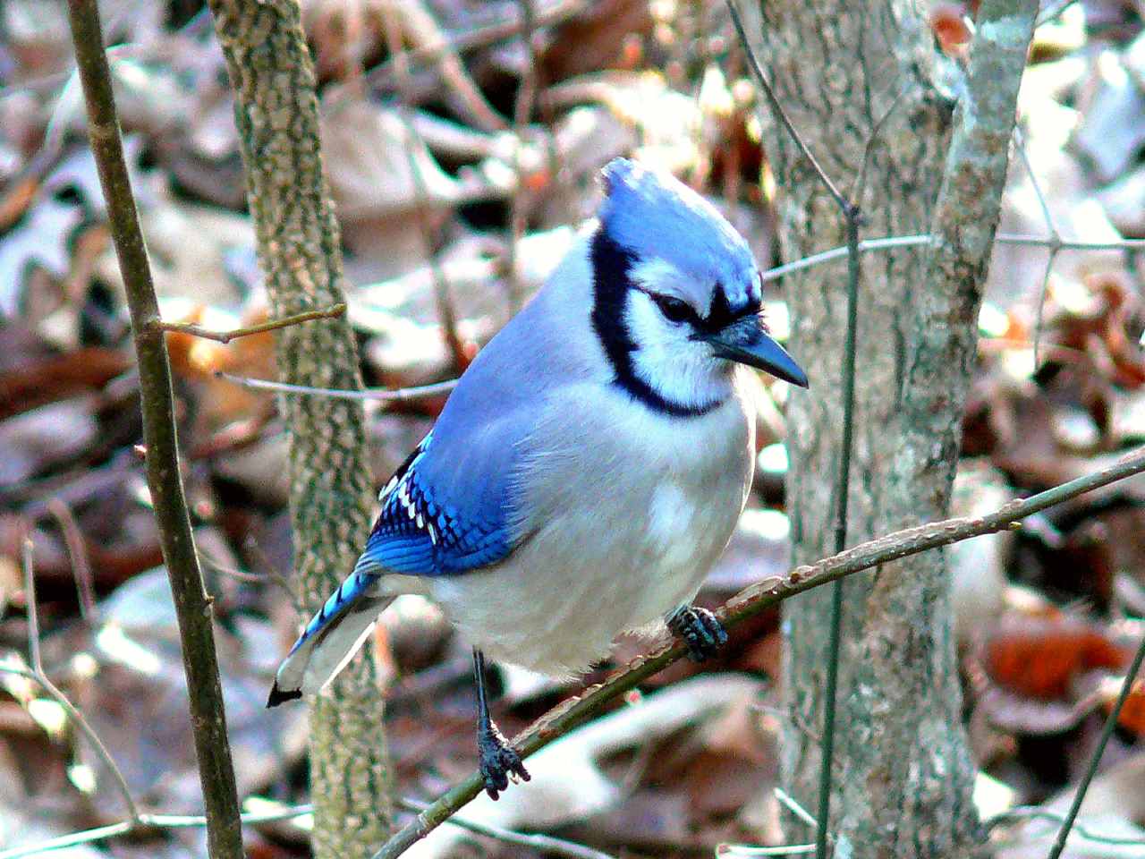 A blue jay, one of Mackinac Island's resident birds